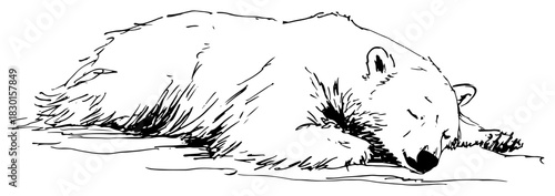 Hand drawn sleeping polar bear lying on ground vector sketch of wild animal