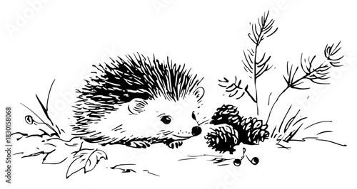 Hand drawn cute hedgehog with pine cones and forest branches vector sketch of wild animal