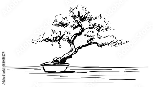 Japanese bonsai tree in a pot hand drawn vector sketch illustration of zen gardening plant