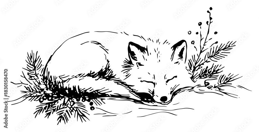 Obraz premium Sleeping red fox curled up in winter pine branches hand drawn vector sketch illustration of cute forest animal
