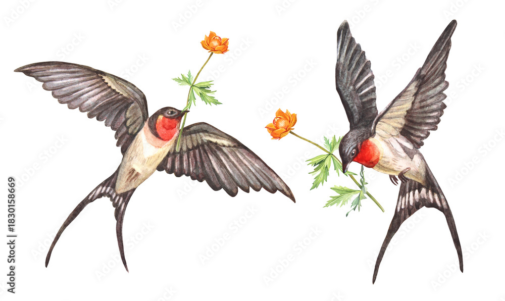 Obraz premium Watercolor set with swift flying swallow with orange flower in sky isolated on white background. Spring and summer bird for card or wedding celebration invite. Clipart for sketchbook. Wallpaper