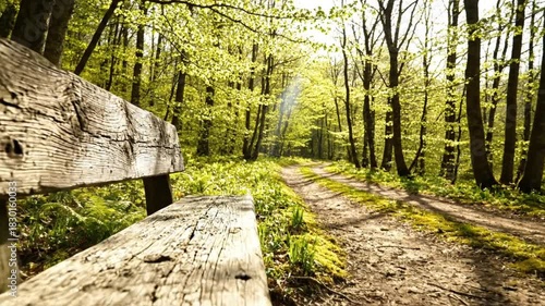 Tranquil Forest Path Wooden Bench and Sunlit Trail in Springtime