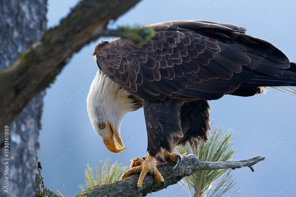 Obraz premium Eagle on branch with a fish.