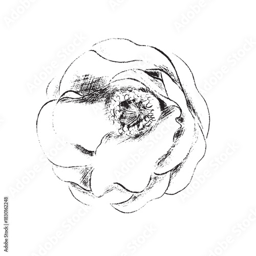 winter foliage esp - camellia flower