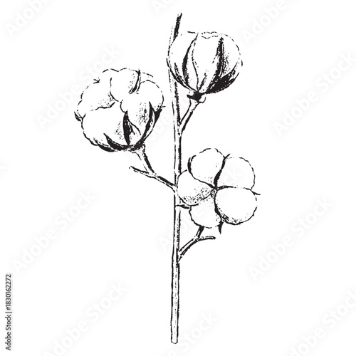 winter foliage esp - cotton