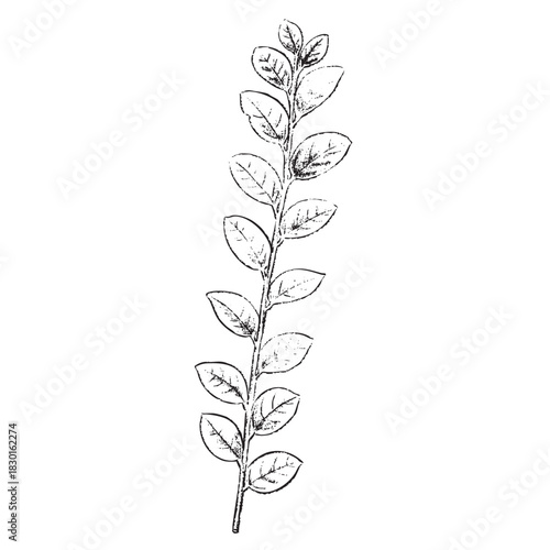 winter foliage esp - camellia leaf