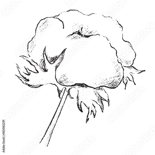 winter foliage esp - cotton