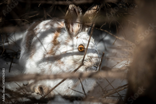 Snowshoe Hare Hiding in the Forest in Winter