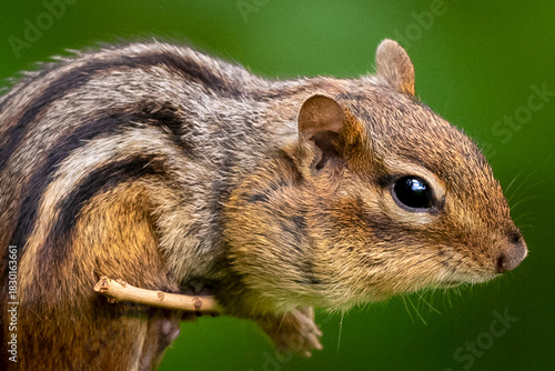 Chipmunk in Summer