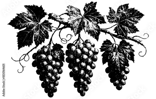 Vintage Xerography Grapevine Branch with Grapes, Botanical Engraving Illustration, Rustic Halftone Line Art Clipart