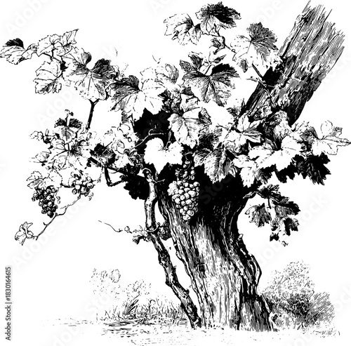 Vintage Engraving Wild Grapevine on Tree, Rustic Botanical Illustration, Detailed Nature Line Art Clipart, Antique Style