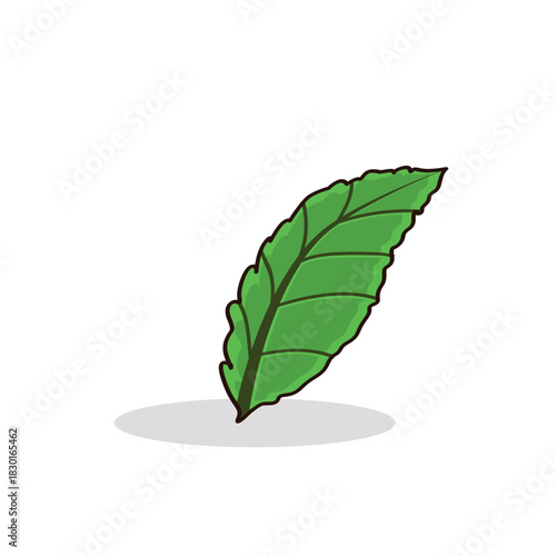 Avocado. avocado cartoon. avocado vector