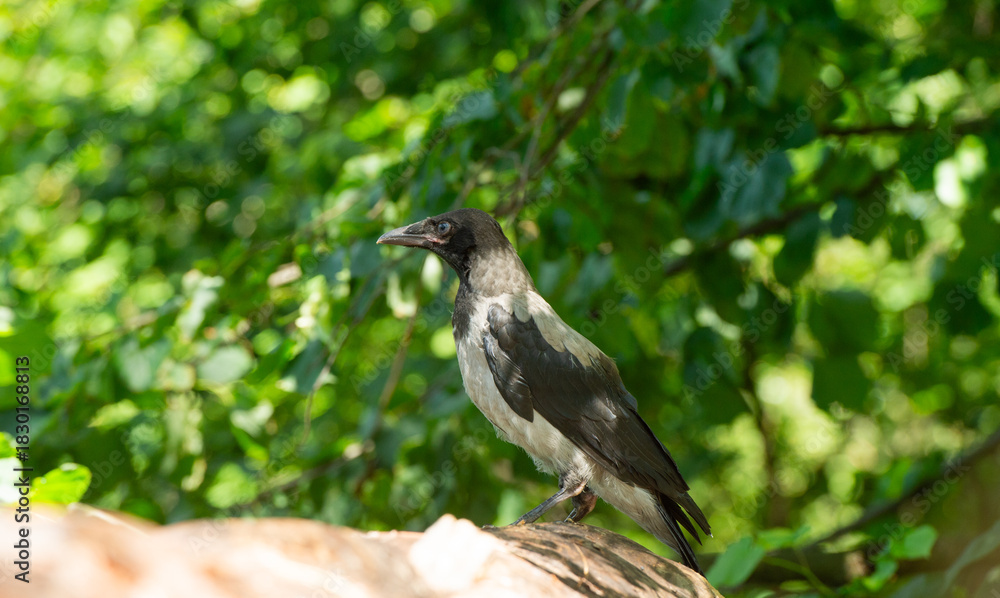 Obraz premium a crow sitting on a log against the backdrop of a forest