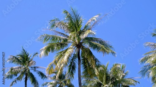 Tropical Coconut Palm Trees Against Clear Blue Sky in Thailand