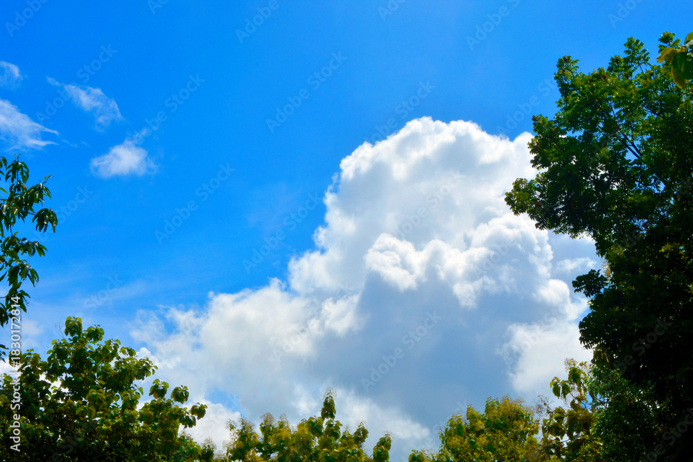 Obraz premium White clouds and blue sky framed by the silhouette of treetops