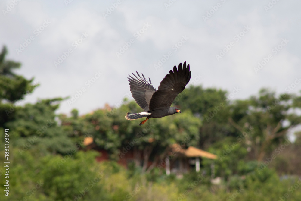 Obraz premium Snail Kite bird flying with spread wings against blue sky with clouds