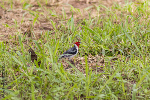 Striking Red-Crested Cardinal bird perched on a branch with vibrant plumage