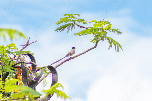 Fork-tailed Flycatcher bird perched on a tree branch against a blue sky