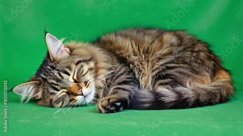 Sleeping maine coon cat with brown tabby fur resting on a green surface in a close up view green screen cat video
