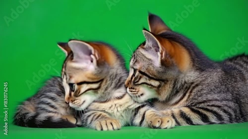 Two tabby kittens lying close together on a vibrant green studio backdrop looking at the camera green screen cat video