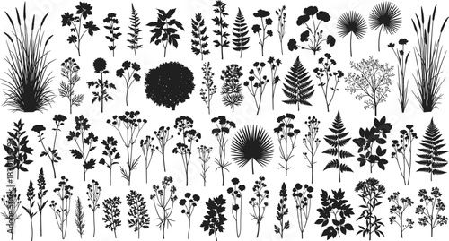 Wild Herbaceous Plants and Ferns Black Silhouette Vector Set, Botanical Graphic Collection of Grass and Foliage.