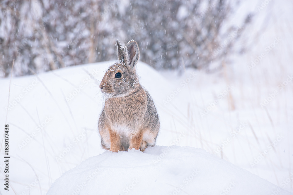 Obraz premium Snow Bunny
