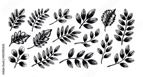 Collection of hand drawn botanical branches and leaves in black ink for natural organic design and editorial use.