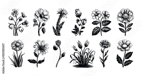 Black and white botanical sketches of various wildflowers and foliage suitable for decorative purposes or natural history projects