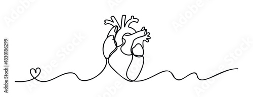 Continuous line drawing of a human heart connected to a heart shape and flowing line representing pulse and life, perfect for medical or emotional themes.
