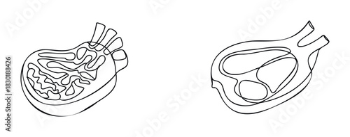 Abstract line art of internal organ sections, suitable for medical or biological education and scientific visualization projects.