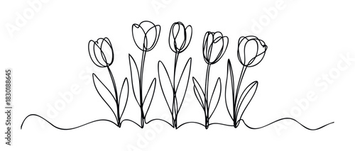 Minimalist line drawing of five tulips blooming in a row, symbolizing spring and new beginnings, perfect for greeting cards and floral themes