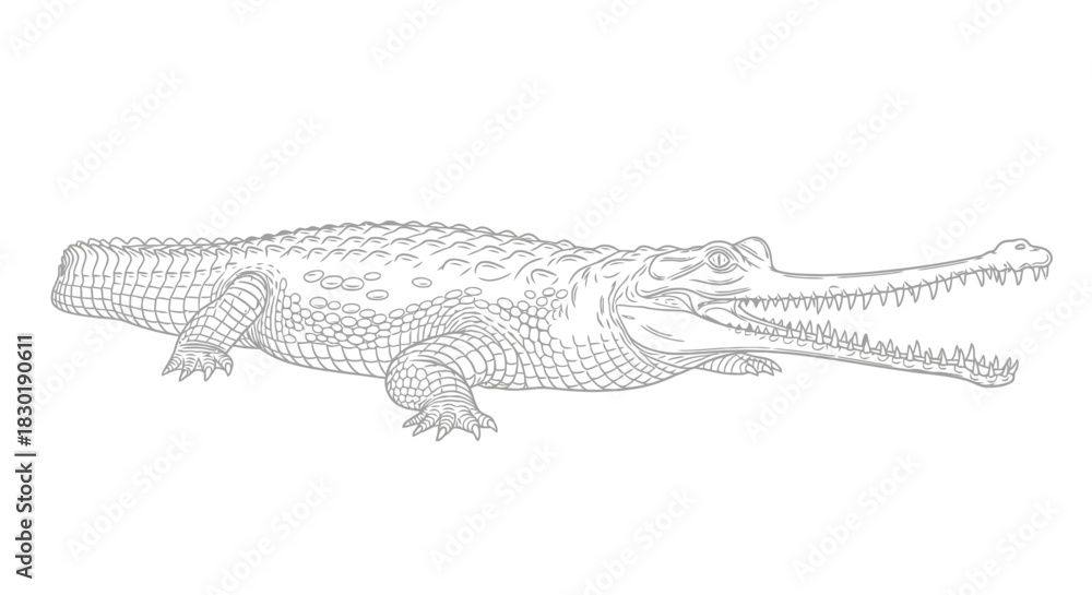 Naklejka premium Detailed line drawing of an alligator on white background
