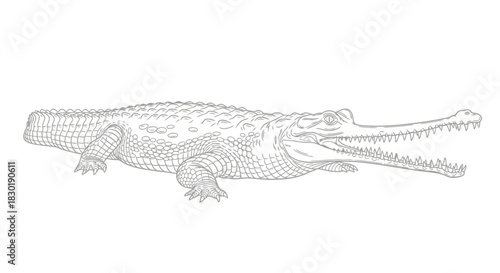 Detailed line drawing of an alligator on white background
