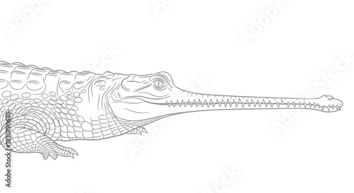 Detailed line drawing of a gharial