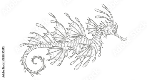 Leafy seadragon illustration on white background