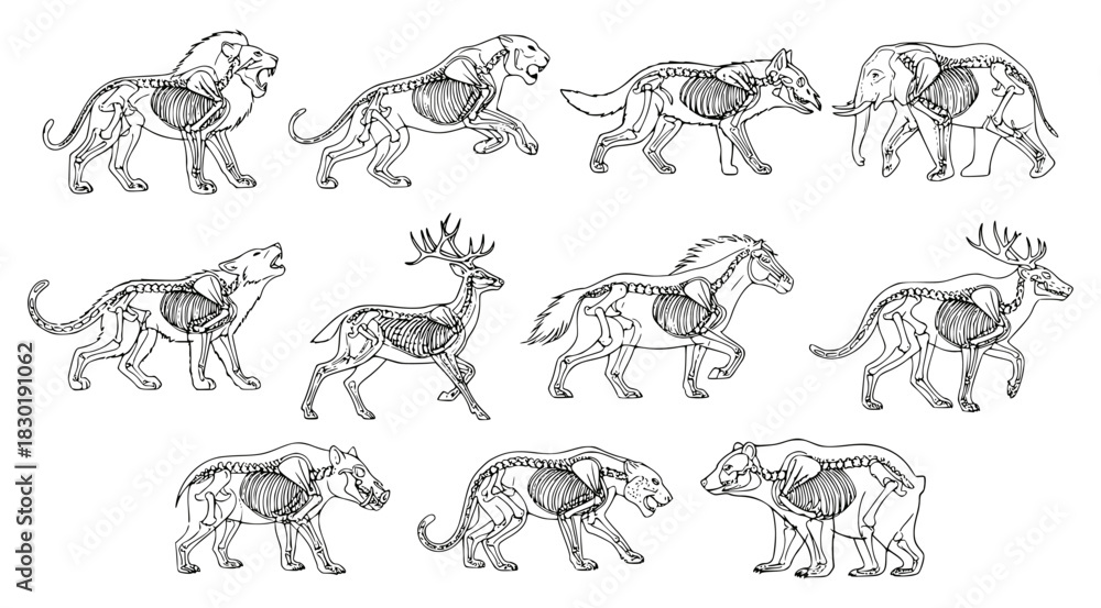 Obraz premium Detailed vector set of various wild animals (lion, elephant, bear, deer) showing skeletal structure and organs through an x-ray or anatomy view. Ideal for biology, zoology, and educational design.