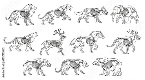Detailed vector set of various wild animals (lion, elephant, bear, deer) showing skeletal structure and organs through an x-ray or anatomy view. Ideal for biology, zoology, and educational design.