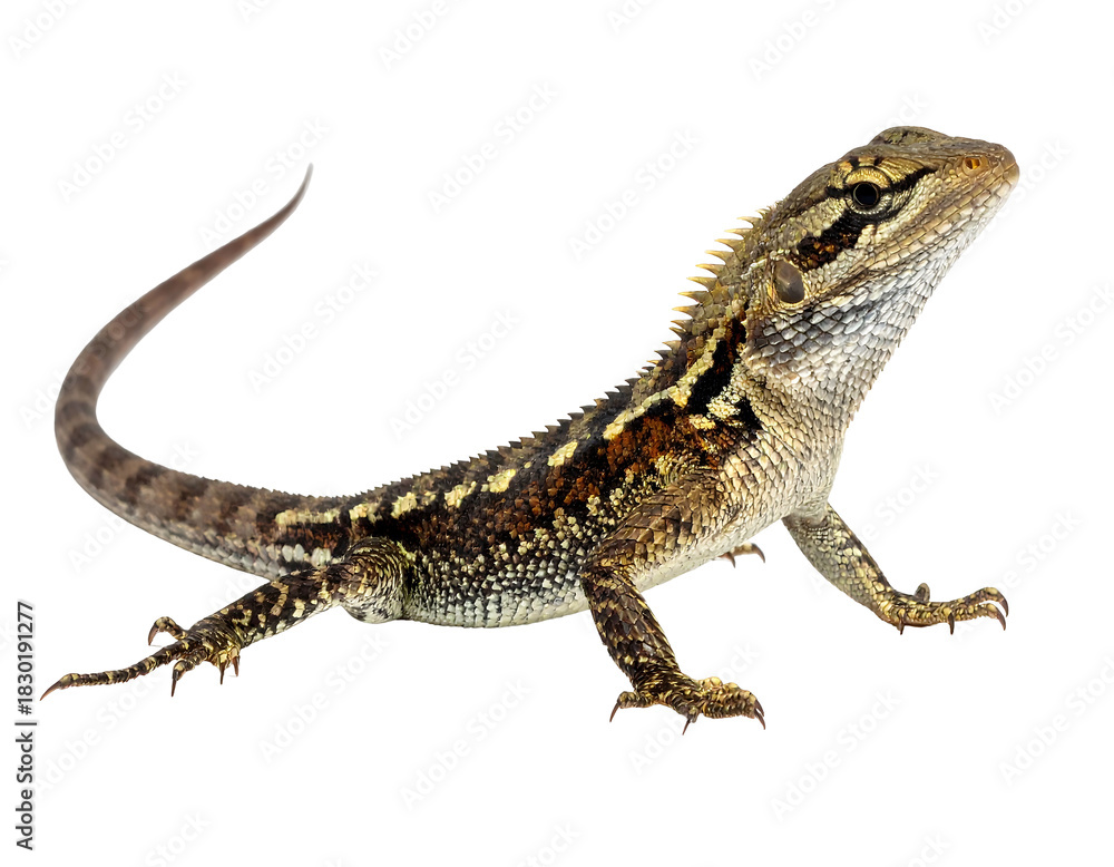 Naklejka premium A small lizard with brown and tan patterned skin arches its back against a stark black background