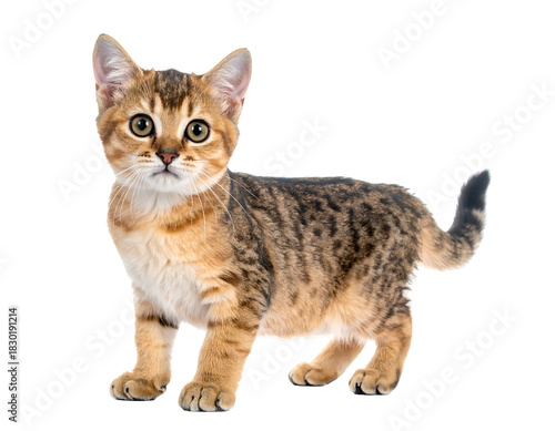 Wallpaper Mural A small kitten with tabby markings on its back and sides isolated on a black background, looking forward Torontodigital.ca