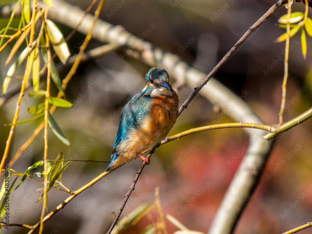 Fototapeta premium 枝にとまるカワセミ