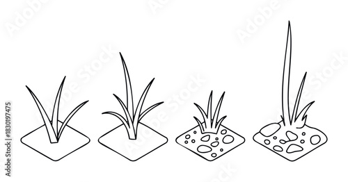 Sequence of growing grass sprouts in soil with stones, showing plant development stages for educational or ecological contexts