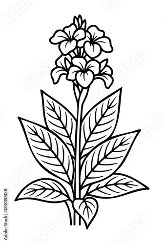 Botanical line art of a flowering plant with large leaves and multiple blossoms, perfect for floral graphics, nature themes, and decorative accents.