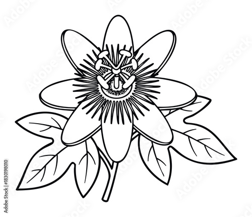 Detailed black and white line drawing of a passion flower with leaves and stem for botanical illustration and floral projects.