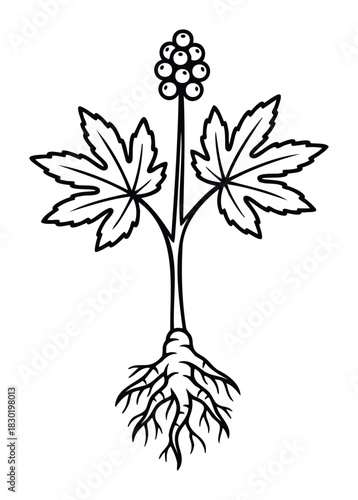 Line drawing of a plant with a root system, leaves and berries for herbal medicine or botany concepts.