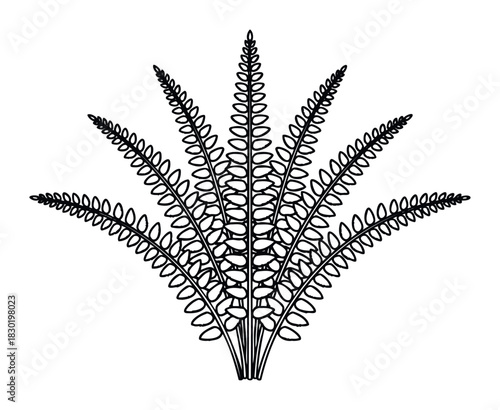 Stylized line art depiction of a fern frond cluster, perfect for naturalistic graphics, botanical motifs, and organic branding applications.