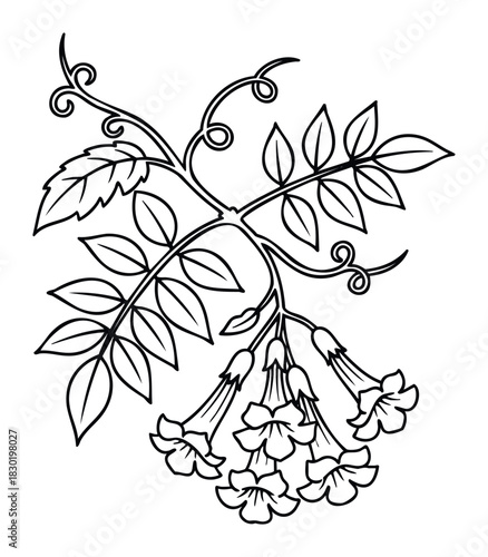 Elegant floral vine with trumpetshaped flowers and leaves, perfect for decorative accents and naturethemed projects