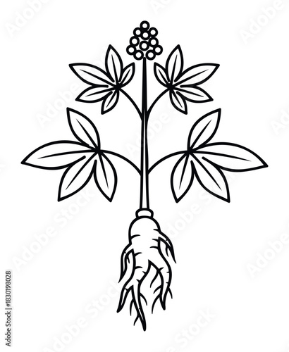 Traditional line drawing of a ginseng plant with root and berries, perfect for natural medicine and herbal remedy branding and publications.