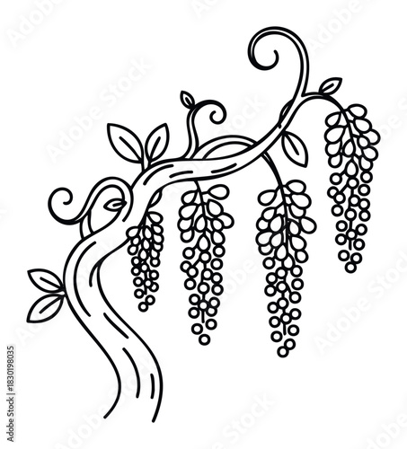 Black and white line drawing of hanging wisteria flowers and branches, perfect for floral graphics, natural themes, and decorative projects.