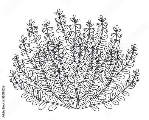 Botanical outline of a healthy herb plant with delicate bell shaped flowers and oval leaves, perfect for natural wellness or garden themed graphic projects