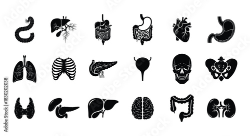 Glyph Icon Collection of Human Anatomy and Internal Organs